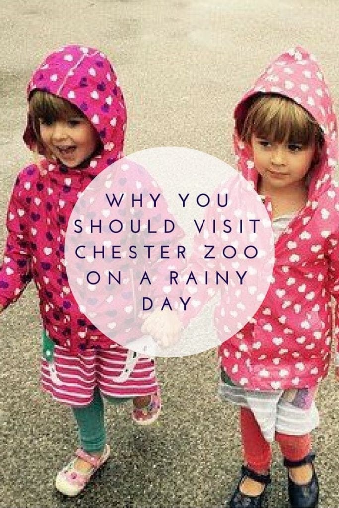 Why You Should Visit Chester Zoo On A Rainy Day