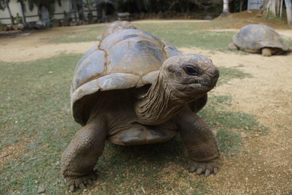 Giant Tortoise Mauritius with Kids