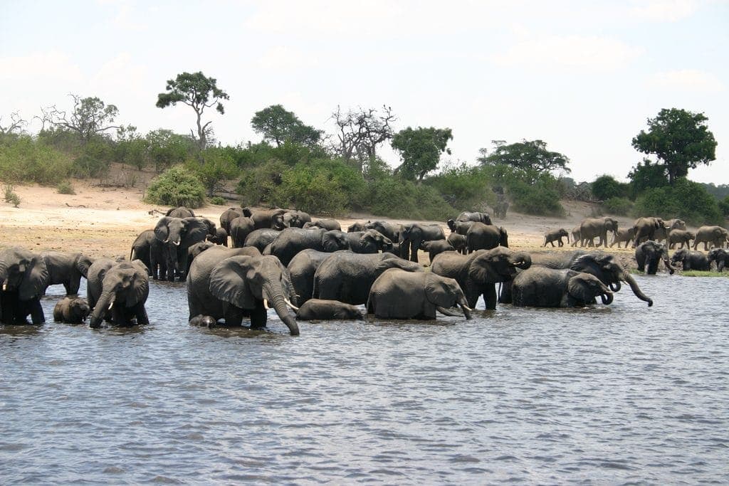 The Best Places to Spot Wildlife In Africa www.minitravellers.co.uk