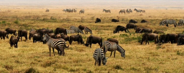 The Best Places to Spot Wildlife In Africa www.minitravellers.co.uk