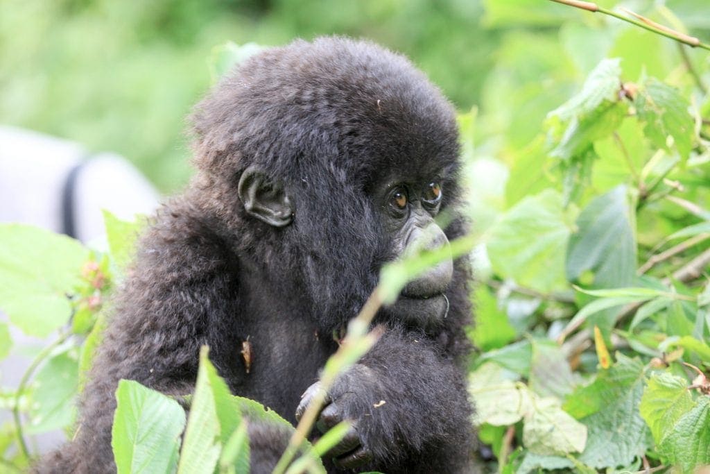 Gorilla Trekking in Rwanda and Kids! www.minitravellers.co.uk
