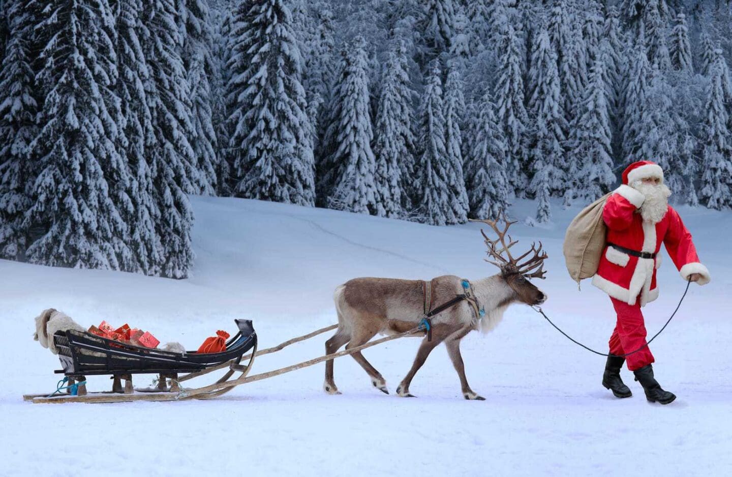 Lapland Santa and Reindeer