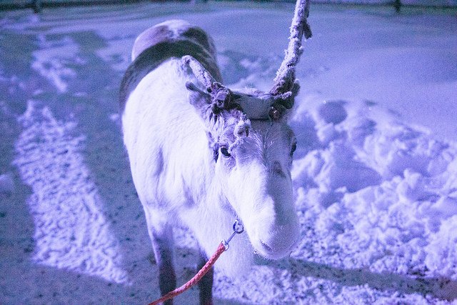 Reindeer sleigh ride at Santa's Lapland