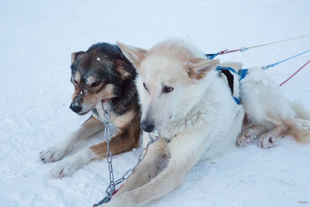 Beautiful husky dogs at Santa's Lapland