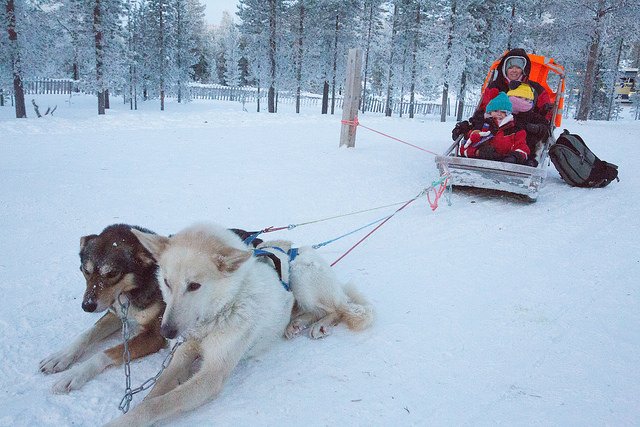 Enjoying a husky ride at Santa's Lapland as part of Search for Santa Day
