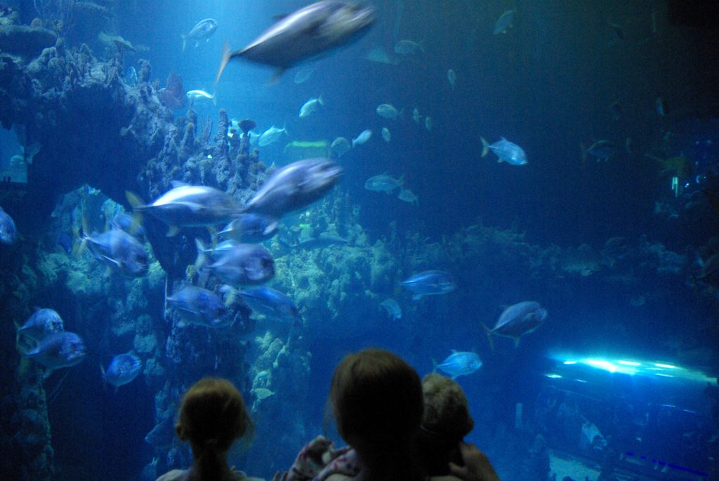 10 Things to do in Hull with Kids www.minitravellers.co.uk