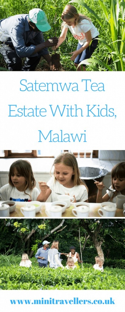 Satemwa Tea Estate With Kids, Malawi