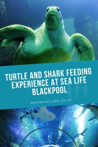 Turtle and Shark Feeding Experience at Sea Life Blackpool