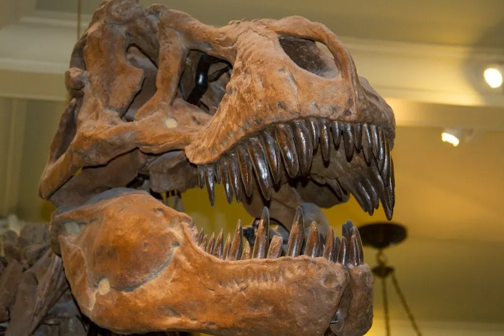 T Rex Museum of Natural History Roving Vails.jpg