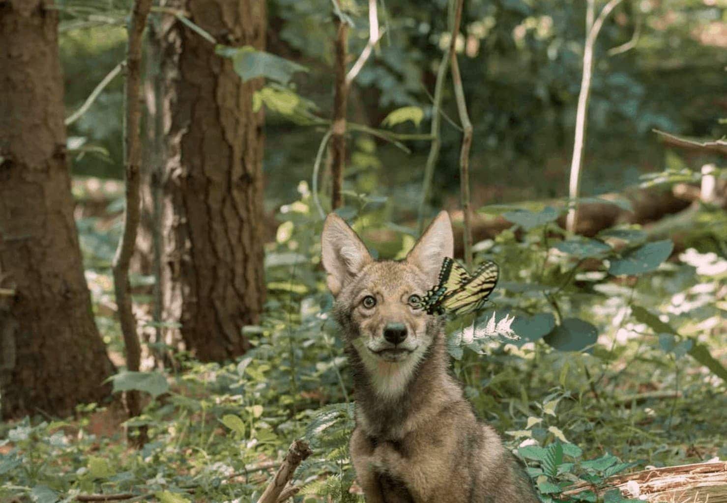A coyote encounters a butterfly in the IMAX documentary "Backyard Wilderness." Courtesy of Amber Hawtin