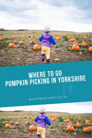 Where to go Pumpkin Picking in Yorkshire