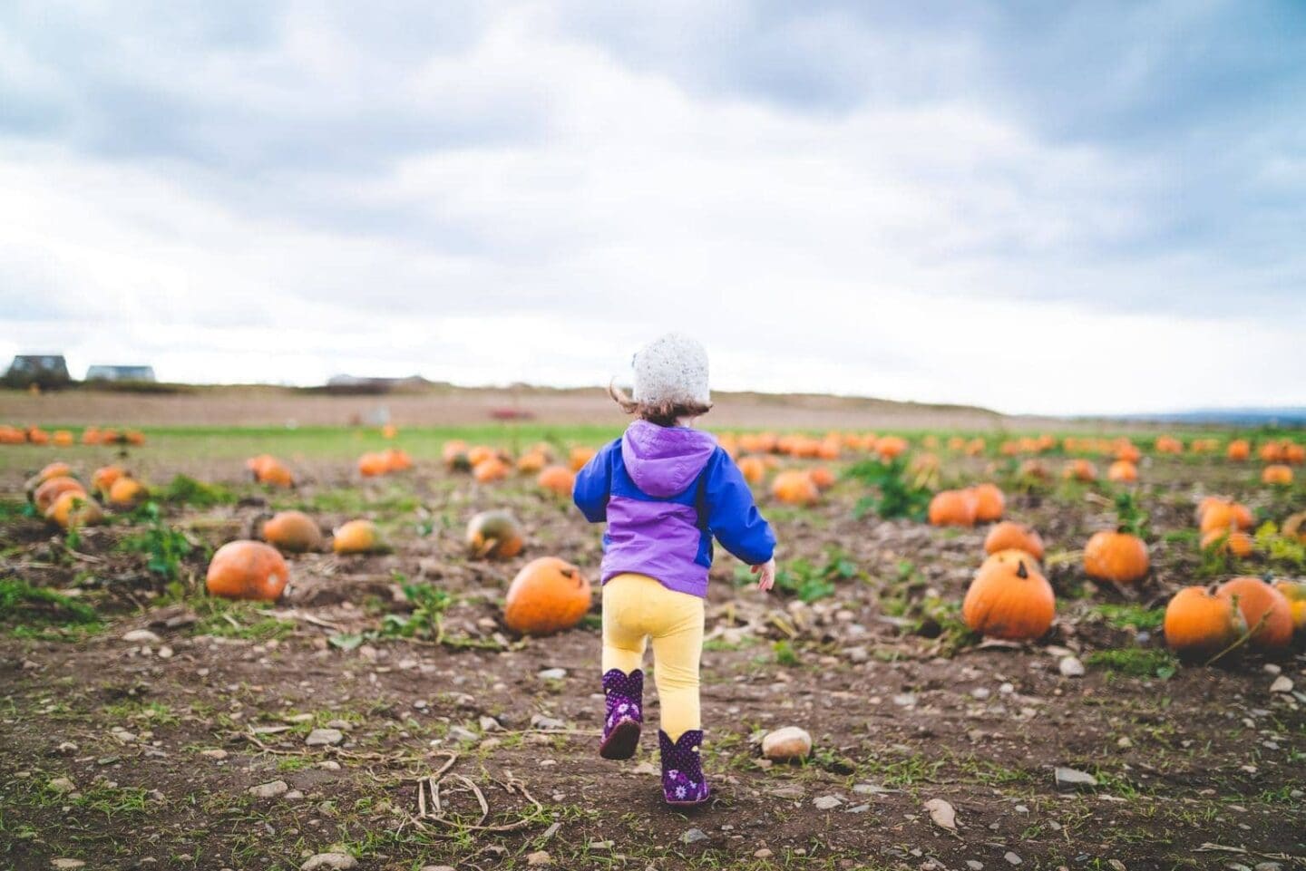 Where to go Pumpkin Picking in the North West