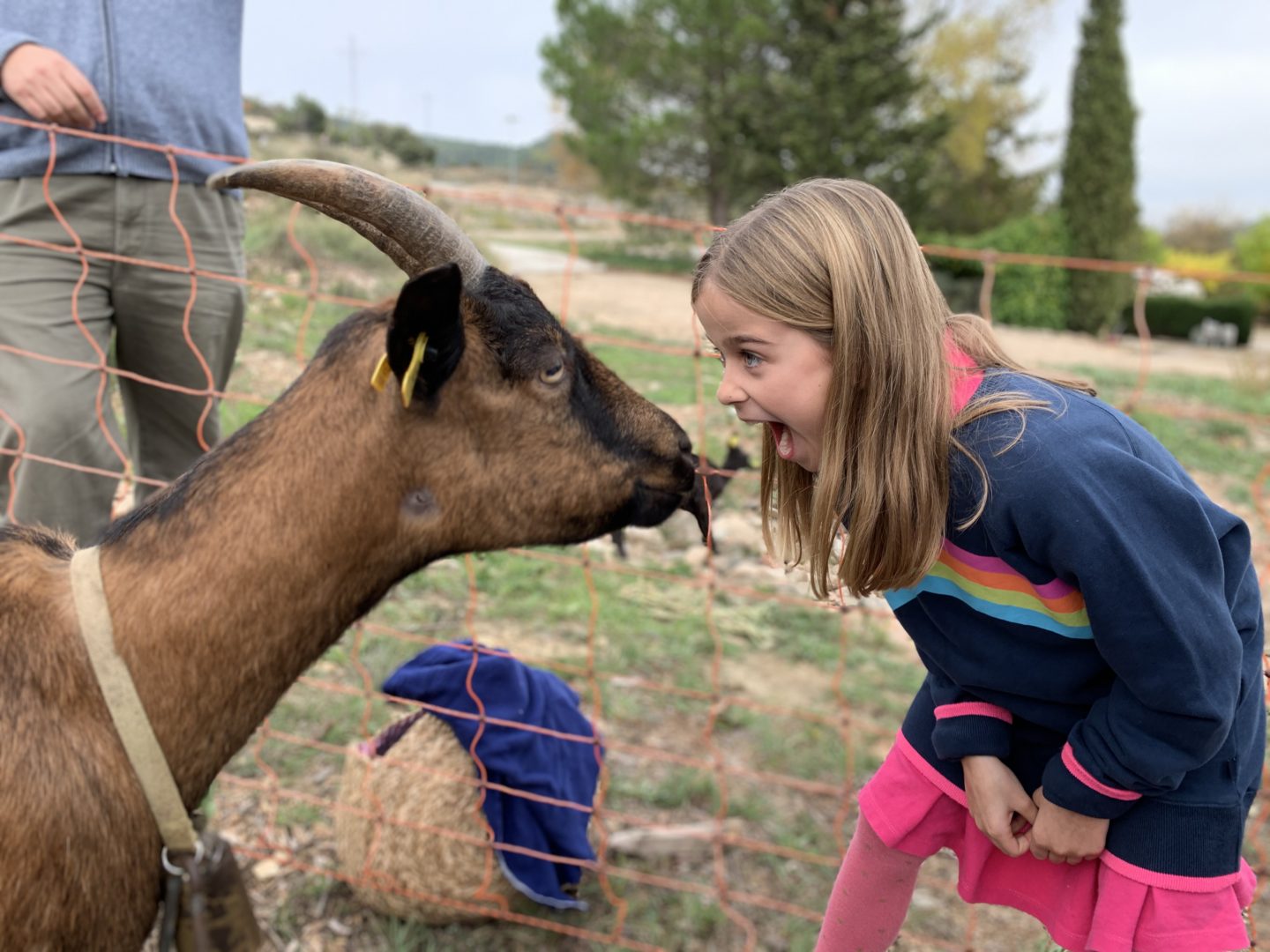Learning to be a Shepherd in Catalonia | Goat Herding with Kids