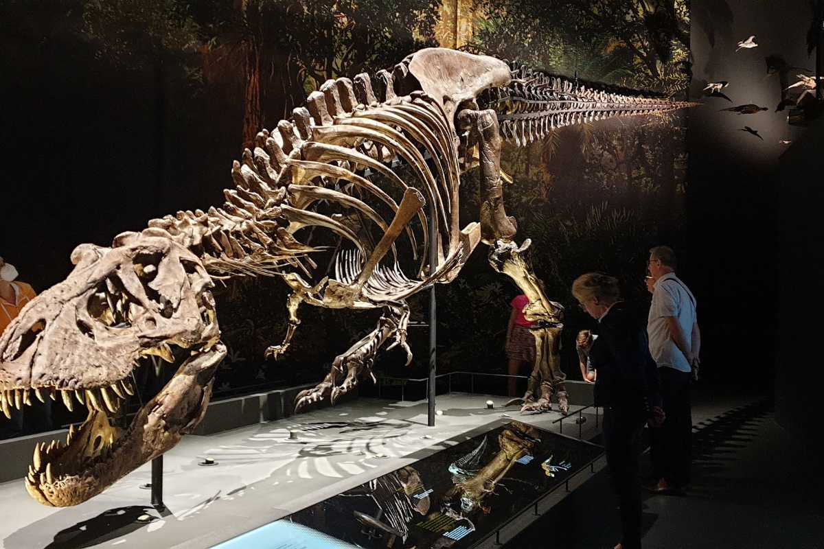 Museums to see Dinosaurs in the UK