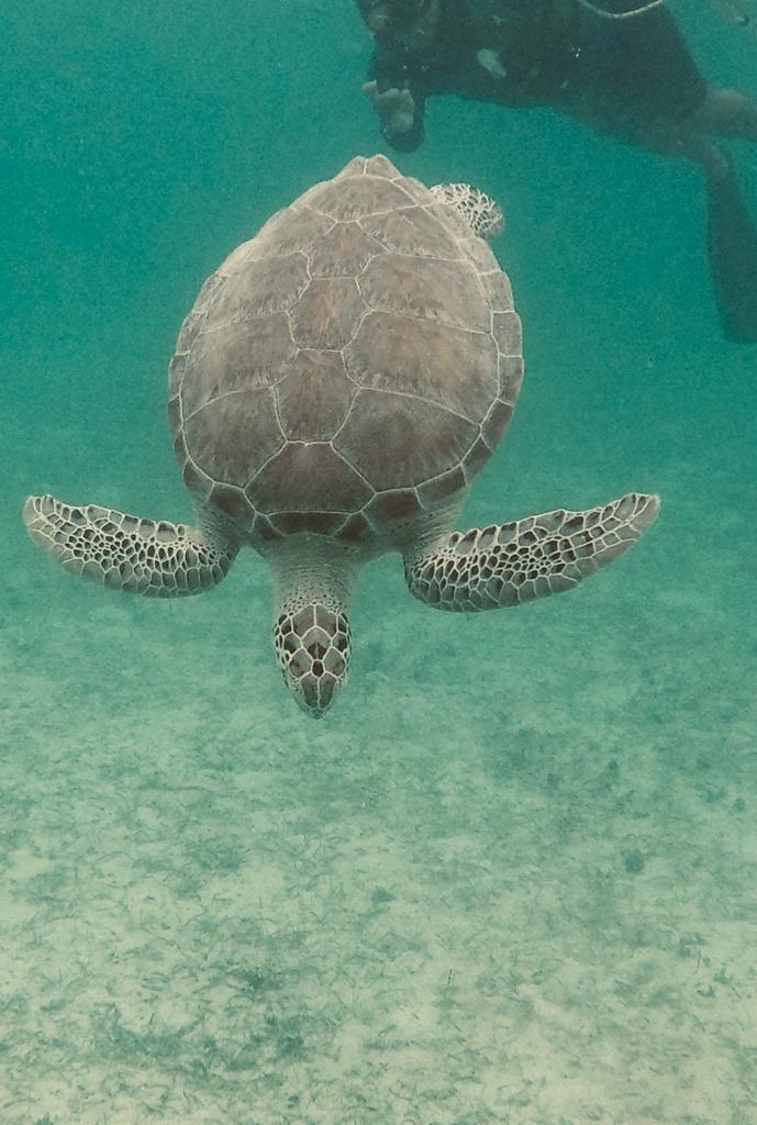 Snorkel with Turtles Akumal 