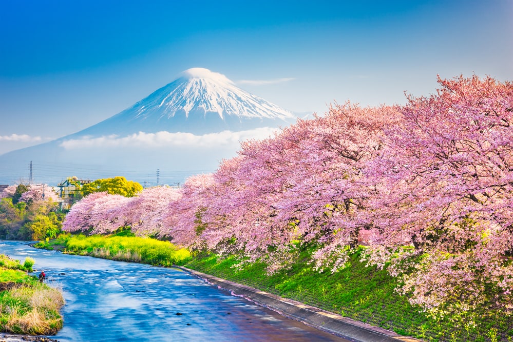 Mt. Fuji, Japan spring landscape and river with cherry blossoms Photo Credit; Deposit Photos